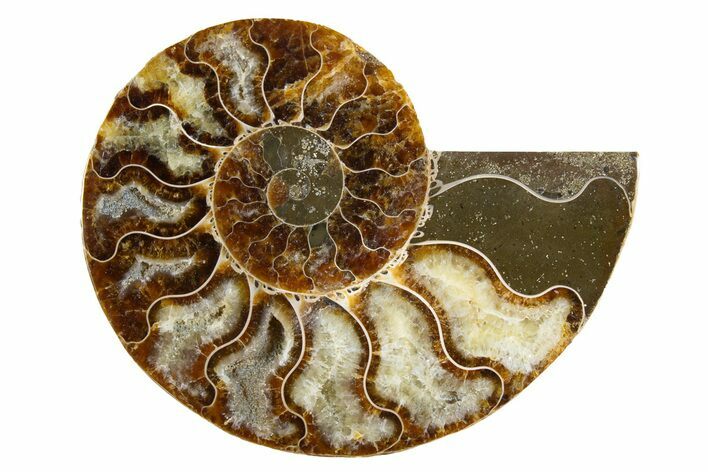 Cut & Polished Ammonite Fossil (Half) - Madagascar #345974